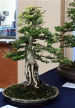 SBA-National Bonsai Exhibition 2014 (43).jpg